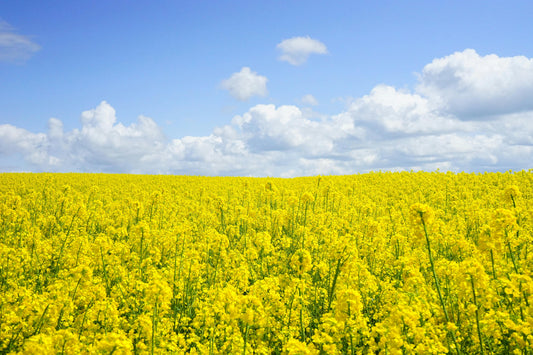 Top 10 Benefits of Cold-Pressed Mustard Oil